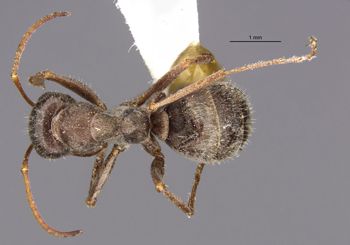 Media type: image;   Entomology 34596 Aspect: habitus dorsal view